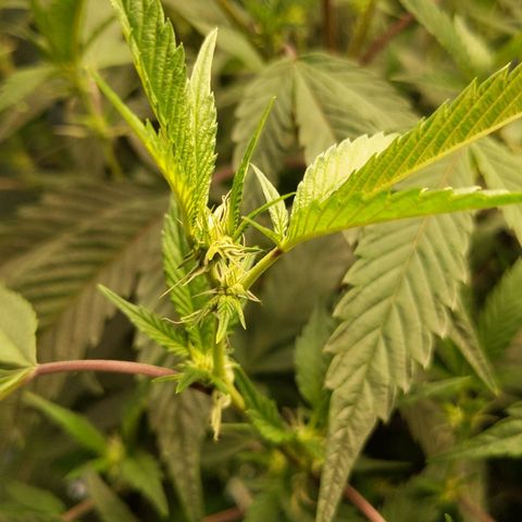 Brus Banner (Dark Horse Genetik) growlog photo: Entlaubt