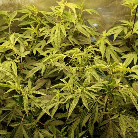 Brus Banner (Dark Horse Genetik) growlog photo: Entlaubt
