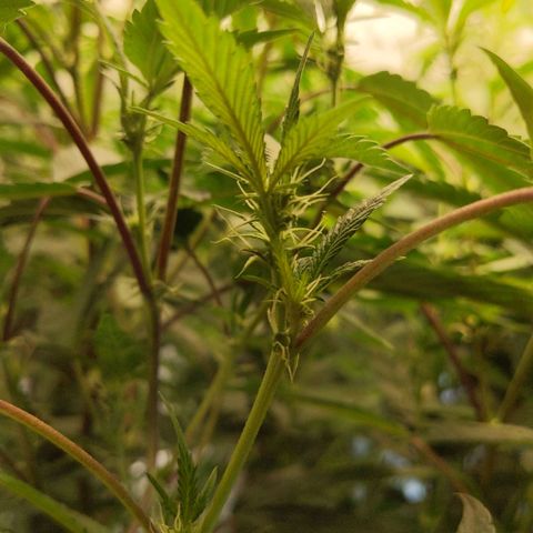 Brus Banner (Dark Horse Genetik) growlog timeline photo