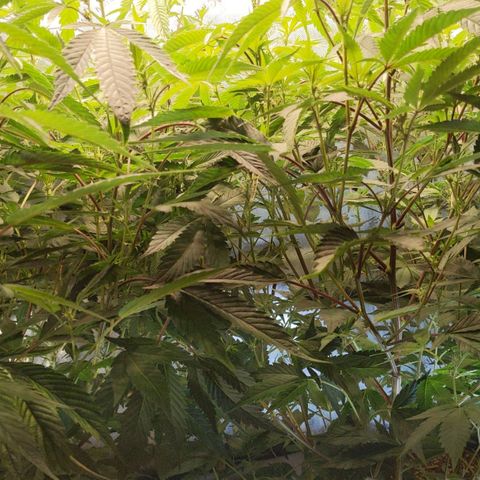 Brus Banner (Dark Horse Genetik) growlog timeline photo