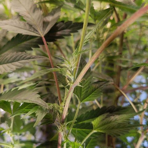 Brus Banner (Dark Horse Genetik) growlog timeline photo