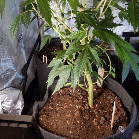 Brus Banner (Dark Horse Genetik) growlog timeline photo