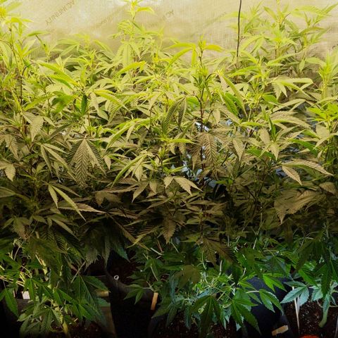 Brus Banner (Dark Horse Genetik) growlog timeline photo