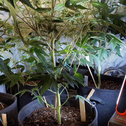 Brus Banner (Dark Horse Genetik) growlog timeline photo