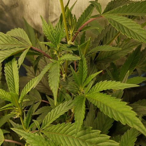 Brus Banner (Dark Horse Genetik) growlog timeline photo