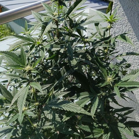 Brus Banner (Dark Horse Genetik) growlog timeline photo