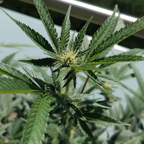 Brus Banner (Dark Horse Genetik) growlog timeline photo