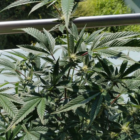 Brus Banner (Dark Horse Genetik) growlog timeline photo