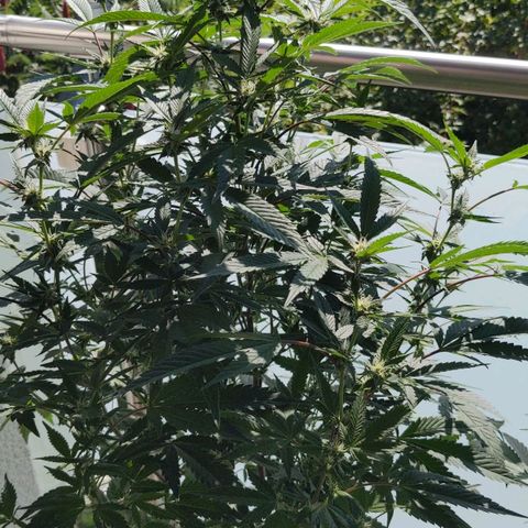Brus Banner (Dark Horse Genetik) growlog timeline photo