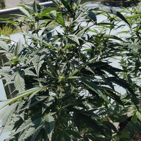 Brus Banner (Dark Horse Genetik) growlog timeline photo