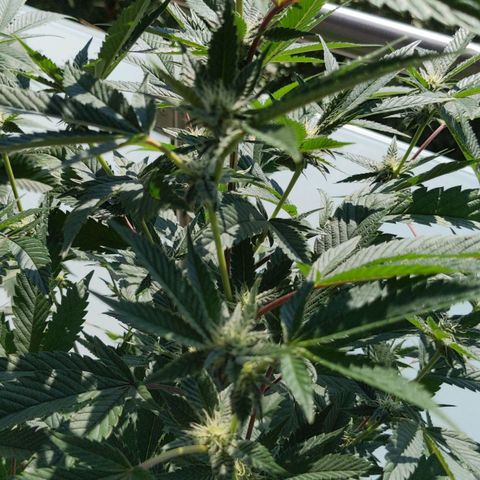Brus Banner (Dark Horse Genetik) growlog timeline photo