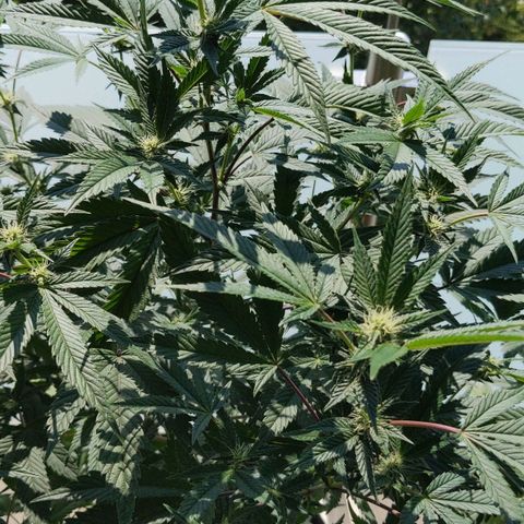 Brus Banner (Dark Horse Genetik) growlog timeline photo