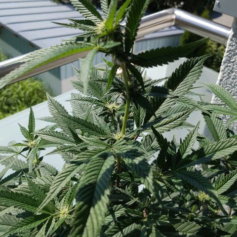 Brus Banner (Dark Horse Genetik) growlog timeline photo