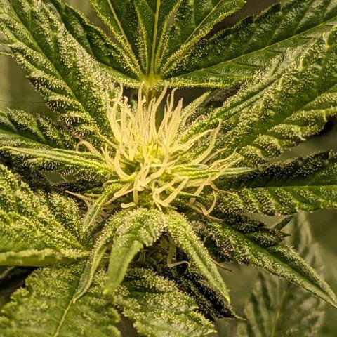 Brus Banner (Dark Horse Genetik) growlog timeline photo