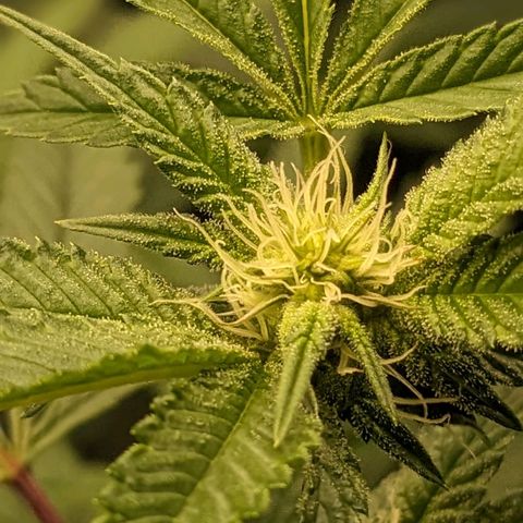 Brus Banner (Dark Horse Genetik) growlog timeline photo