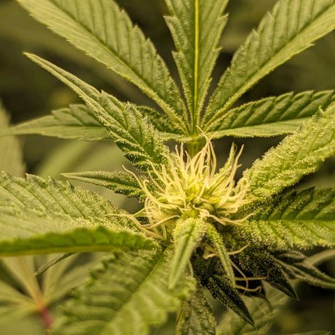 Brus Banner (Dark Horse Genetik) growlog timeline photo