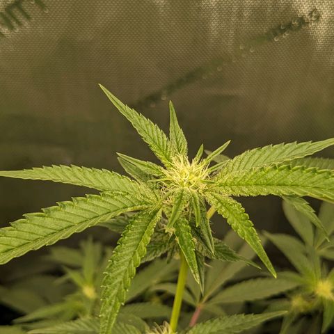 Brus Banner (Dark Horse Genetik) growlog timeline photo