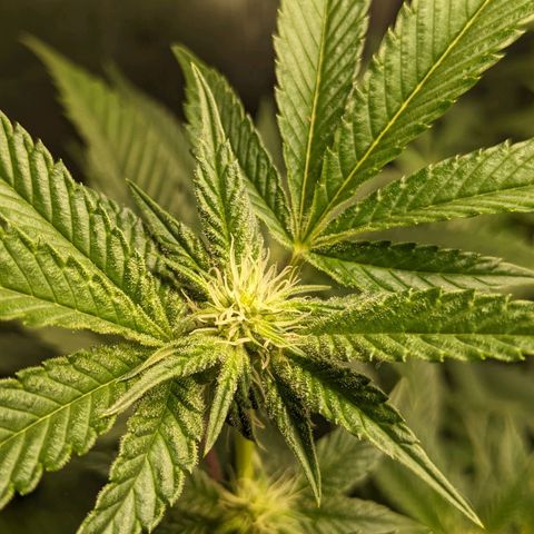 Brus Banner (Dark Horse Genetik) growlog timeline photo