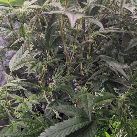 Brus Banner (Dark Horse Genetik) growlog timeline photo