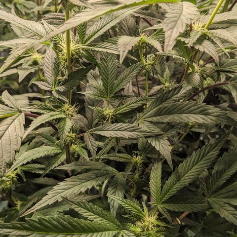 Brus Banner (Dark Horse Genetik) growlog timeline photo