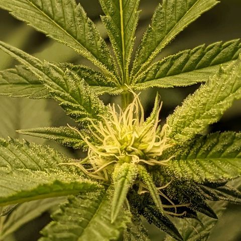 Brus Banner (Dark Horse Genetik) growlog timeline photo