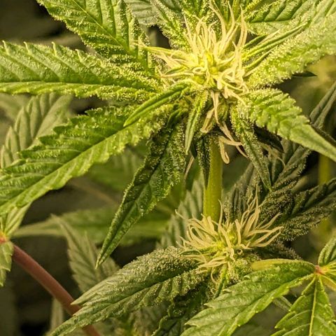 Brus Banner (Dark Horse Genetik) growlog timeline photo