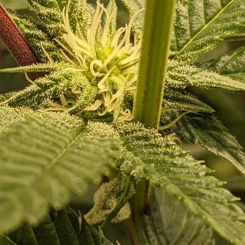 Brus Banner (Dark Horse Genetik) growlog timeline photo