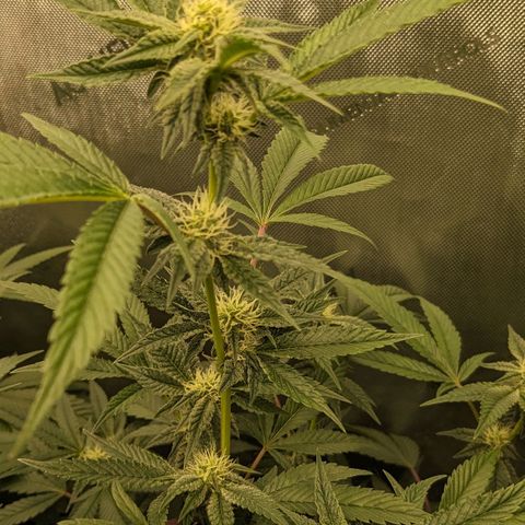 Brus Banner (Dark Horse Genetik) growlog timeline photo