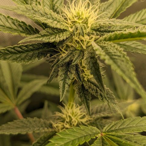 Brus Banner (Dark Horse Genetik) growlog timeline photo
