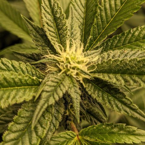 Brus Banner (Dark Horse Genetik) growlog timeline photo