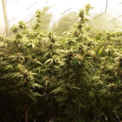Brus Banner (Dark Horse Genetik) growlog timeline photo