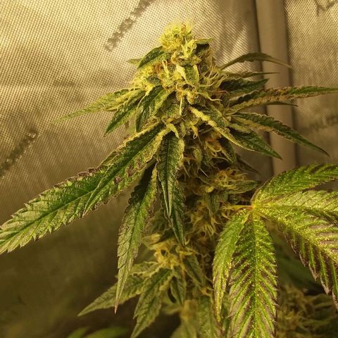 Brus Banner (Dark Horse Genetik) growlog timeline photo