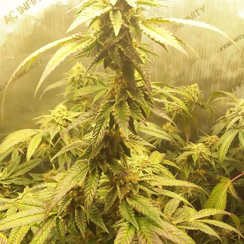 Brus Banner (Dark Horse Genetik) growlog timeline photo