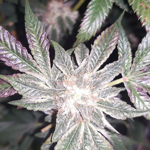 Brus Banner (Dark Horse Genetik) growlog timeline photo