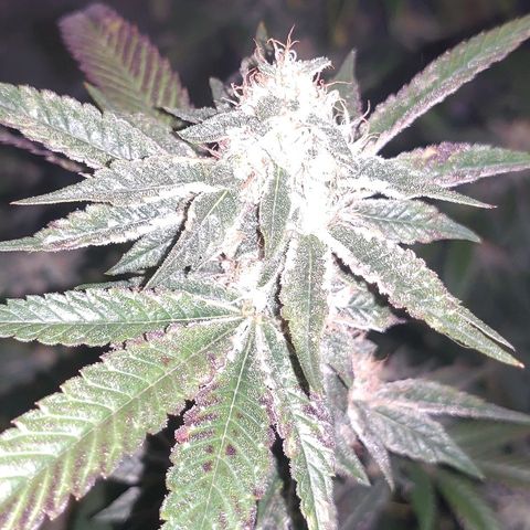 Brus Banner (Dark Horse Genetik) growlog timeline photo