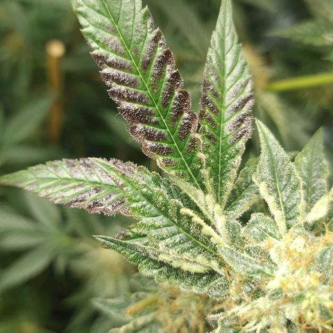 Brus Banner (Dark Horse Genetik) growlog timeline photo