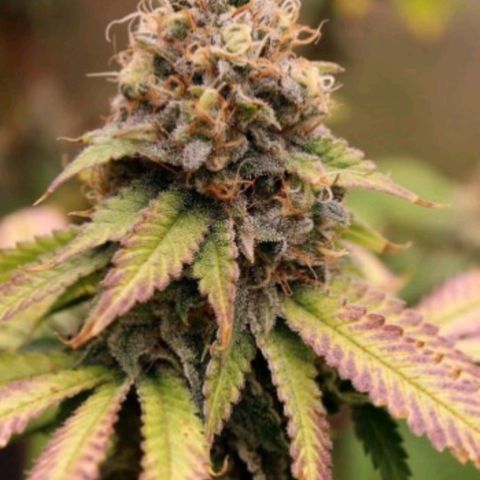 Brus Banner (Dark Horse Genetik) growlog timeline photo