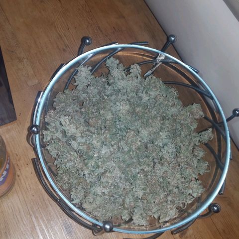 Brus Banner (Dark Horse Genetik) growlog photo: Erntezeit