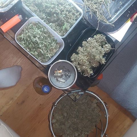 Brus Banner (Dark Horse Genetik) growlog photo: Erntezeit