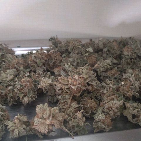 Brus Banner (Dark Horse Genetik) growlog photo: Erntezeit