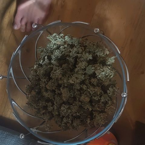 Brus Banner (Dark Horse Genetik) growlog photo: Erntezeit