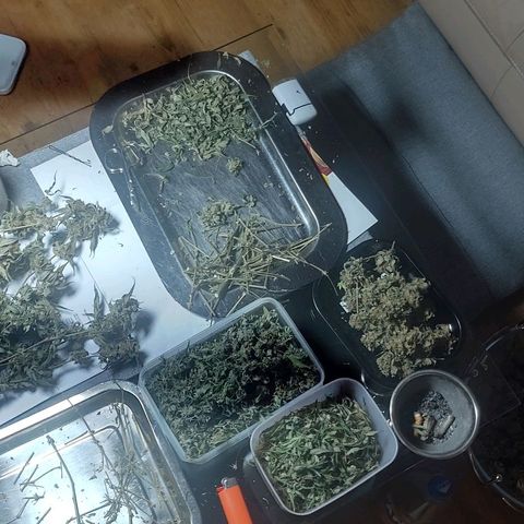 Brus Banner (Dark Horse Genetik) growlog photo: Erntezeit