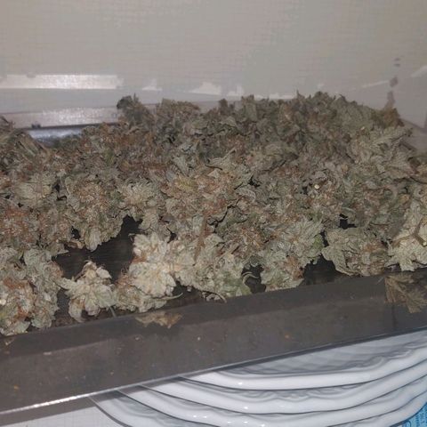 Brus Banner (Dark Horse Genetik) growlog photo: Erntezeit