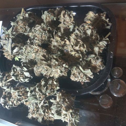 Brus Banner (Dark Horse Genetik) growlog photo: Erntezeit