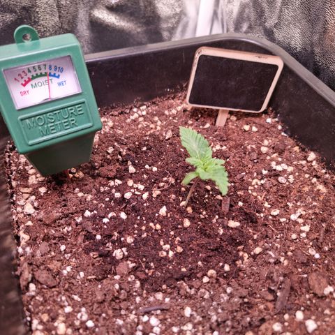 RolexHaschisch growlog timeline photo