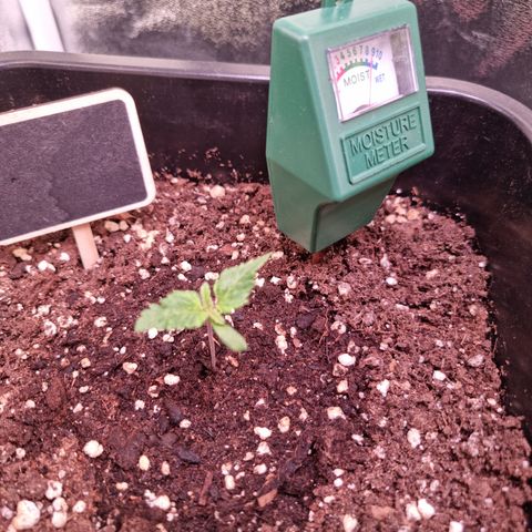 Watermelon growlog timeline photo