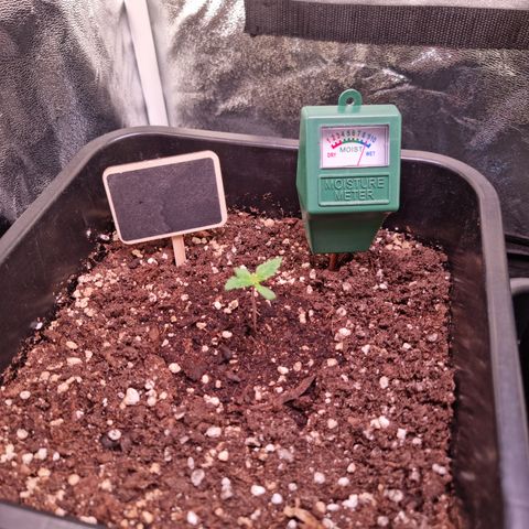Watermelon growlog timeline photo