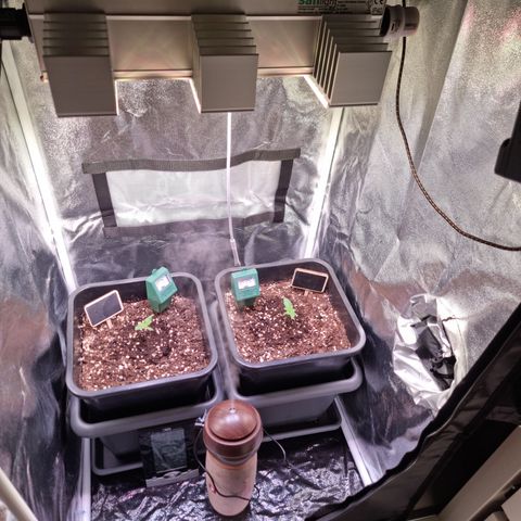 RolexHaschisch growlog timeline photo