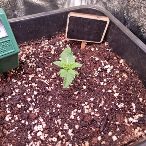 RolexHaschisch growlog timeline photo
