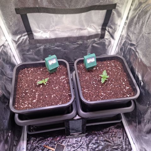 RolexHaschisch growlog photo: Töpfe mit 350 g Erde aufgefüllt und mit 300ml Wurzel komplex lösung angegossen